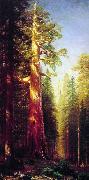 Albert Bierstadt The Great Trees, Mariposa Grove, California oil on canvas
